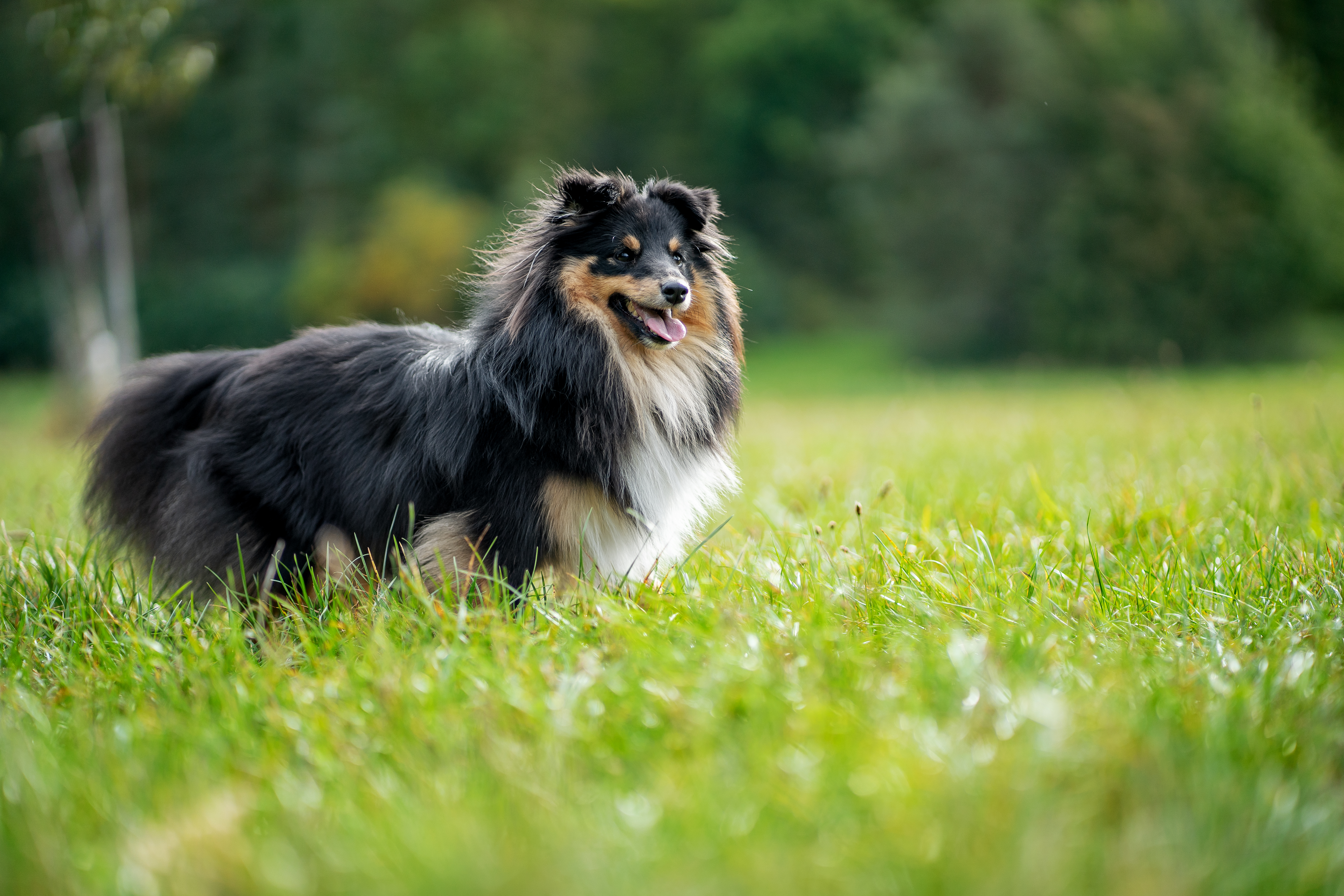 Angel Agnes Daisy of Highland